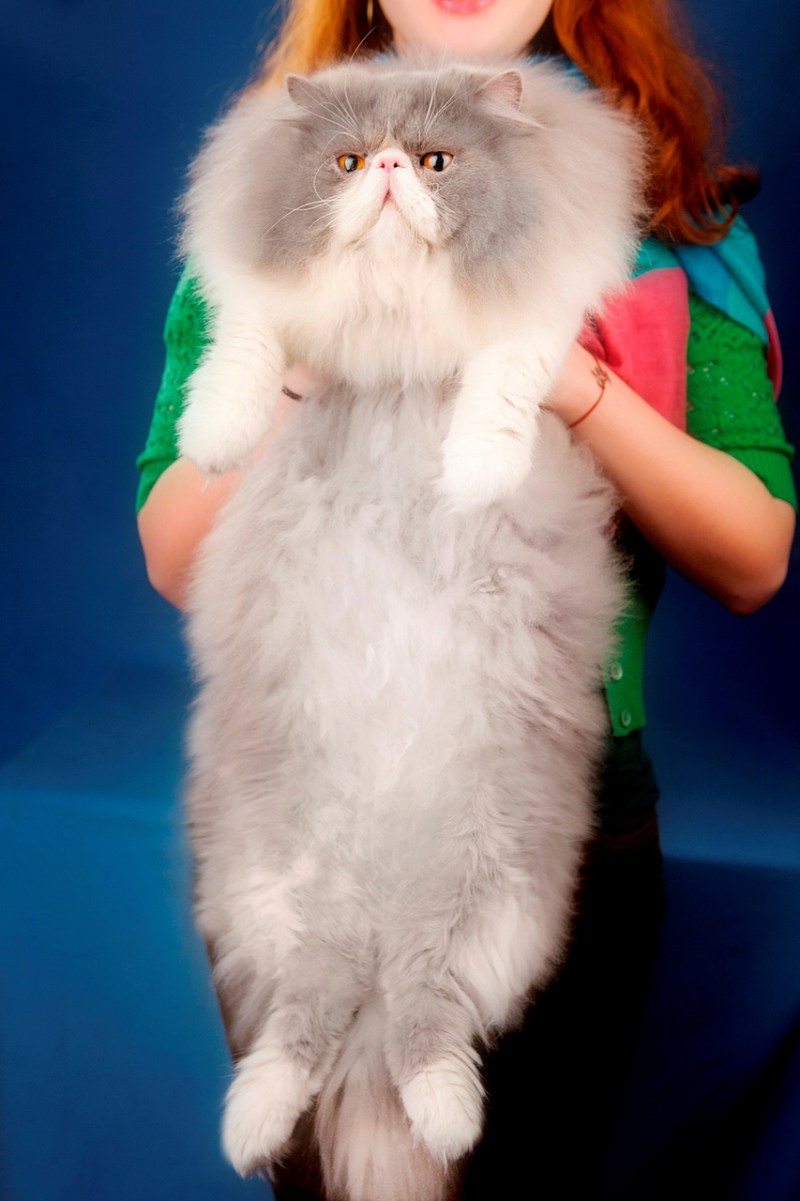 Кот экзот длинношерстный