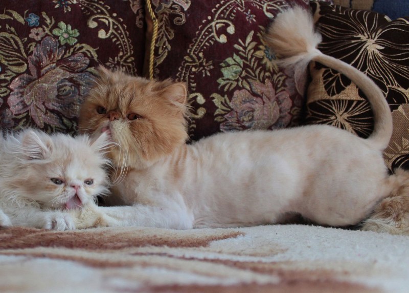 Персидская кошка котята