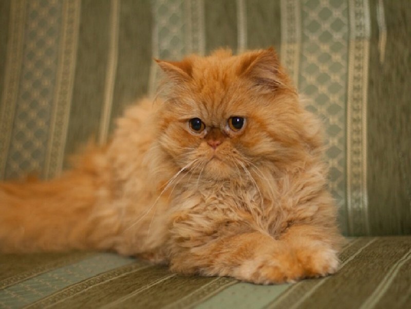 Персидский кот белый экстремал
