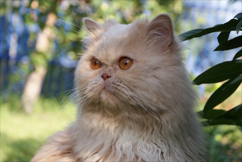 Красный персидский кот