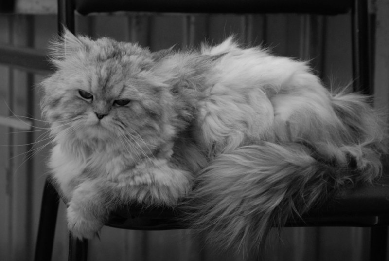 Персидский экстремал котенок черный