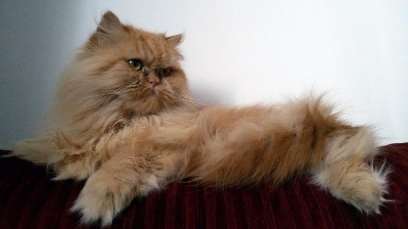 Белый персидский кот экзот