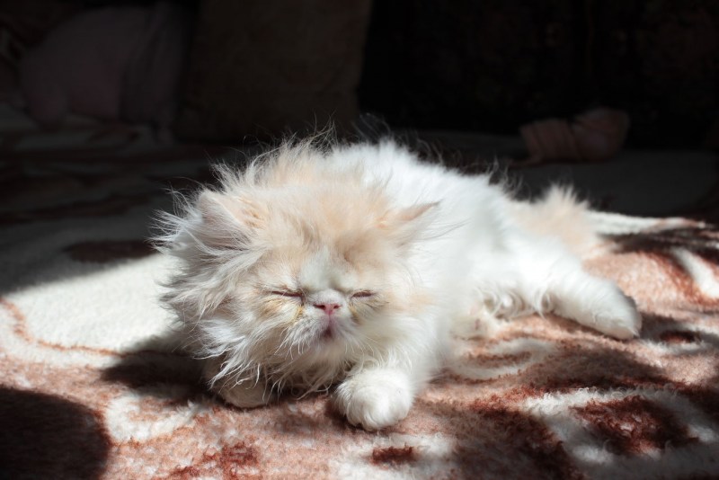 Персидские котята экстремалы