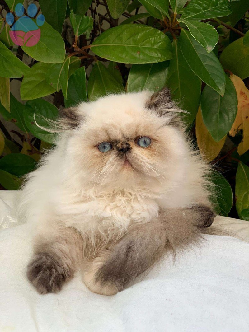 Персидский кот классический