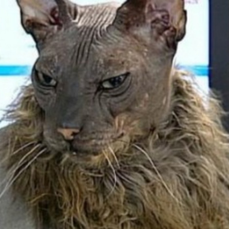 The Ugliest Pussy