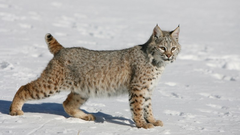 Bobcat порода кошек