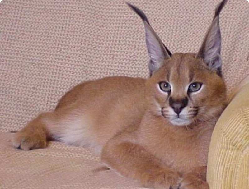 Бенгальский кот каракал