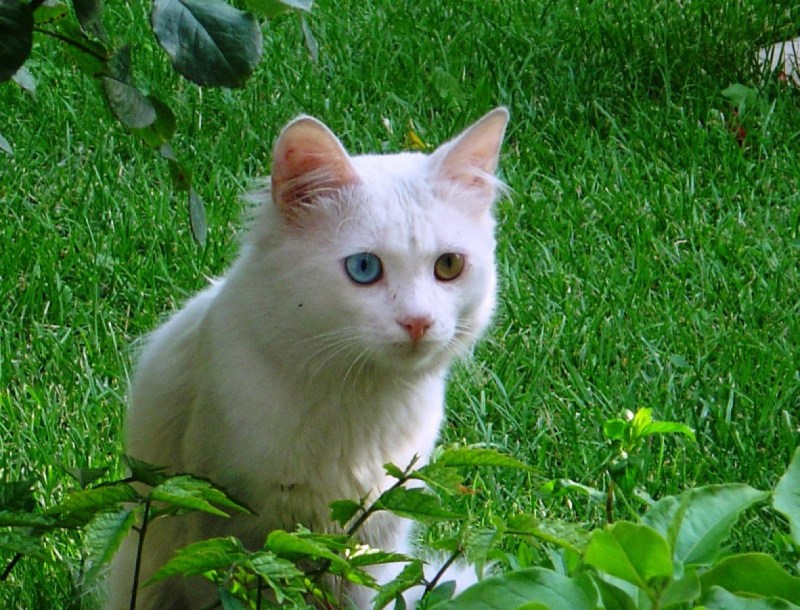 Ванский кот армянский