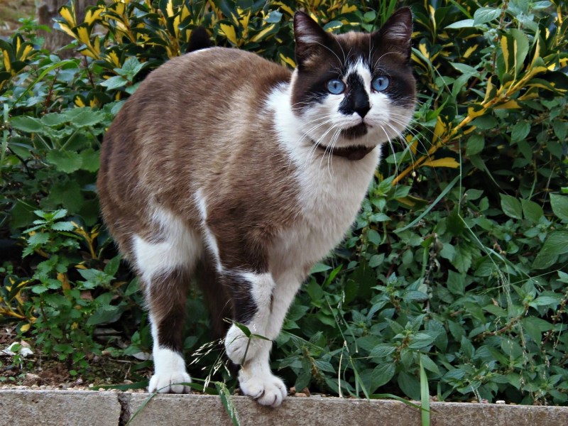 Cecilie Feline
