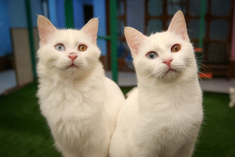 Турецкая Ванская кошка