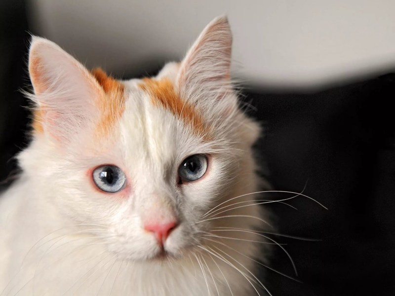 Коты породы турецкий Ван