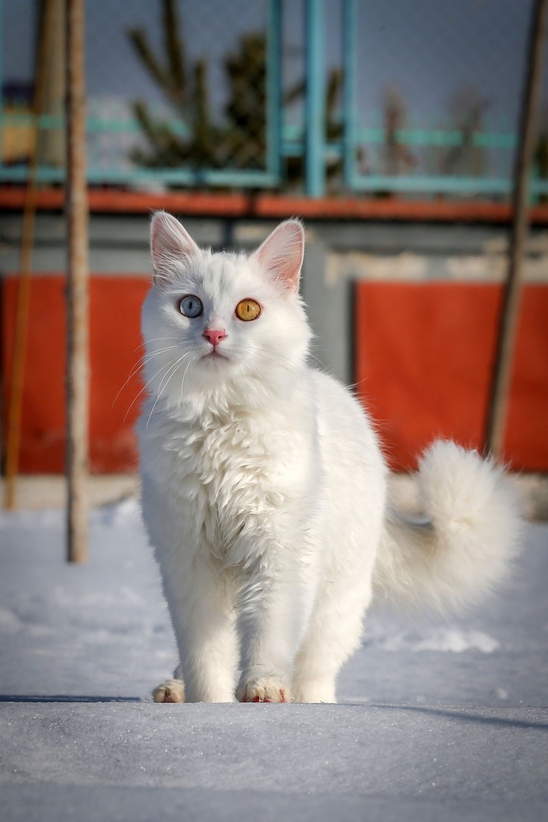 Кошка турецкая Ван Ванская турецкий