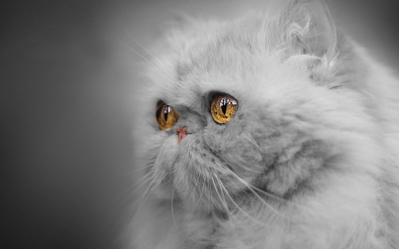 Персидские коты