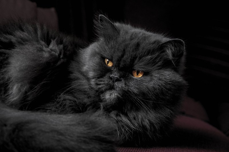 Длинношерстный персидский кот чёрный