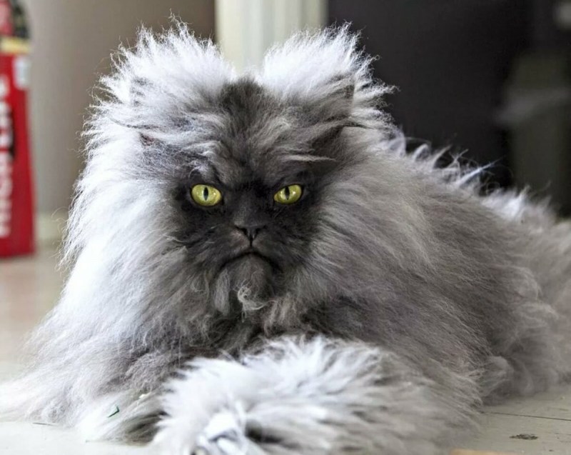 Лохматый кот