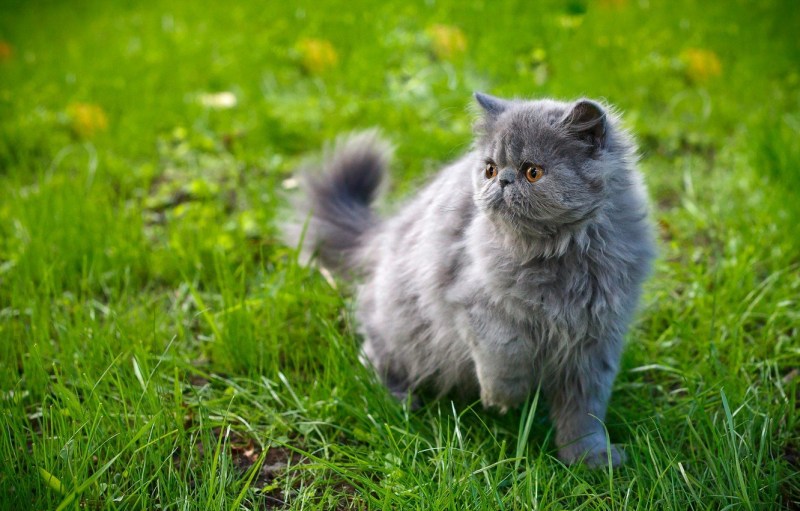 Серая пушистая кошка