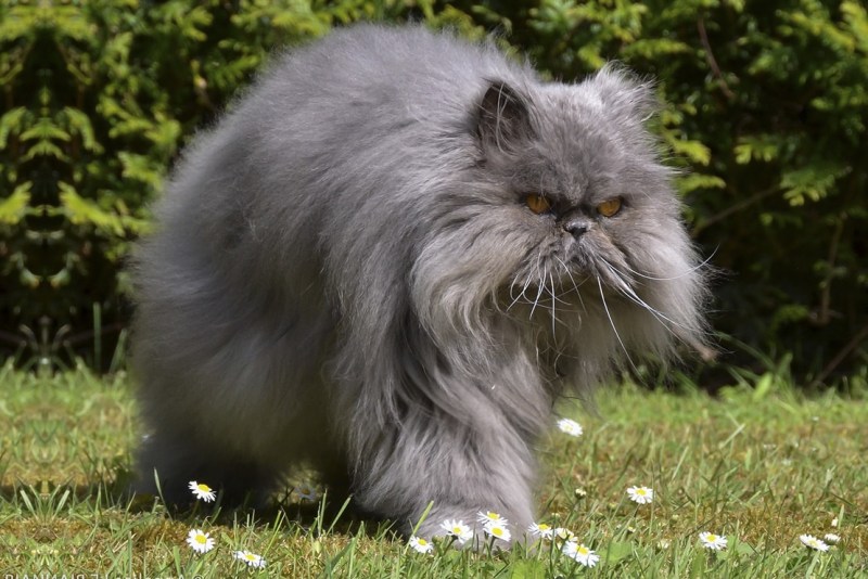 Персидско Сибирская кошка