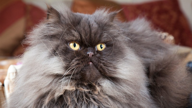 Классическая Персидская кошка серая