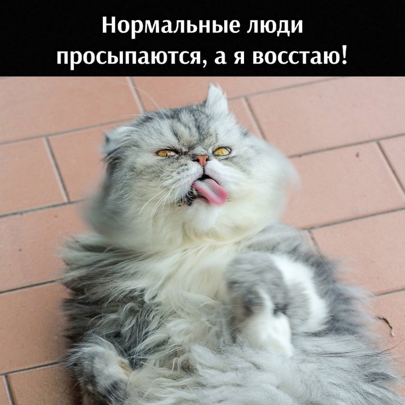 Новогодний персидский кот