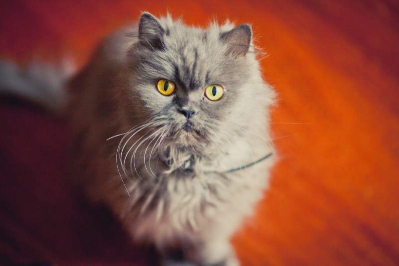 Персидская кошка серая