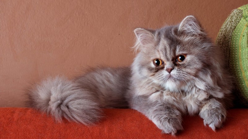 Персидские котята