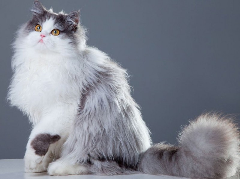 Персидская кошка