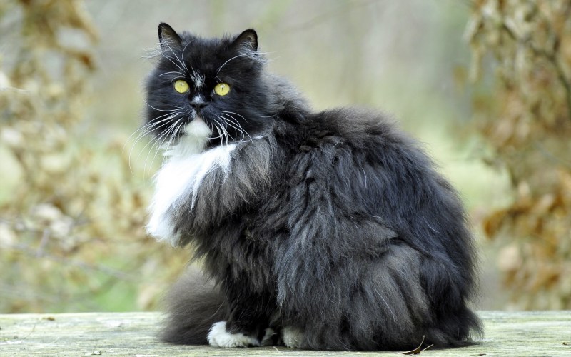Персидская длинношерстная шиншилла