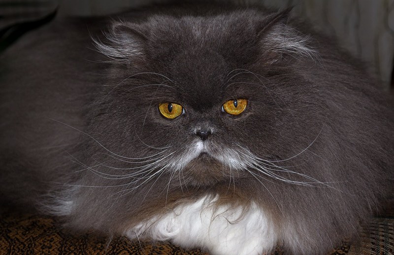 Персидский кот серый