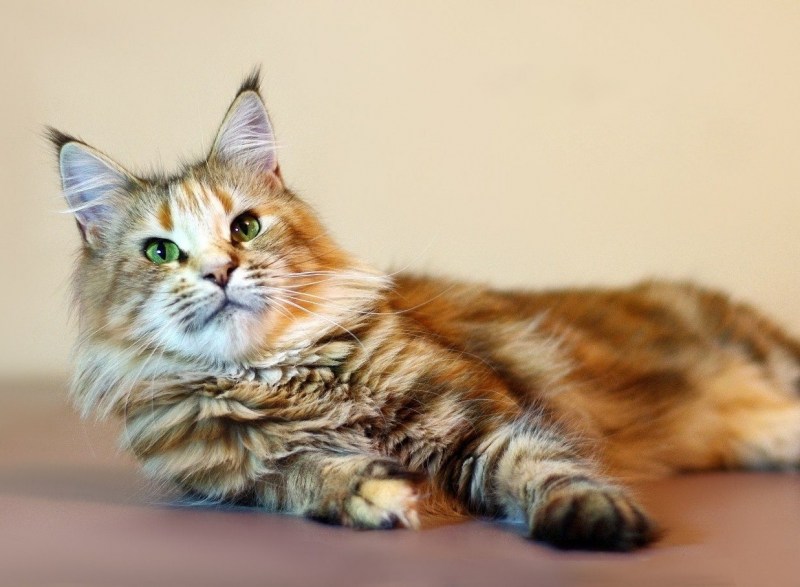 Кошка породы Мейн-кун