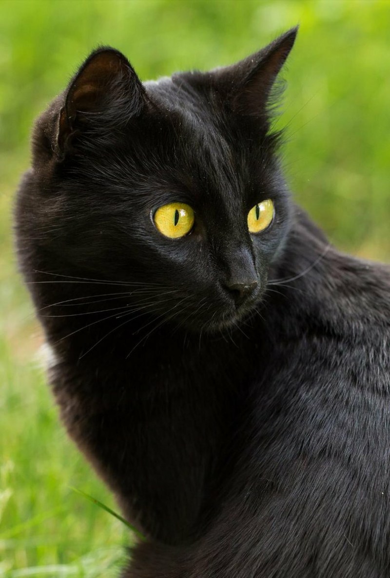 Бомбейская черная кошка Сибирская черная кошка