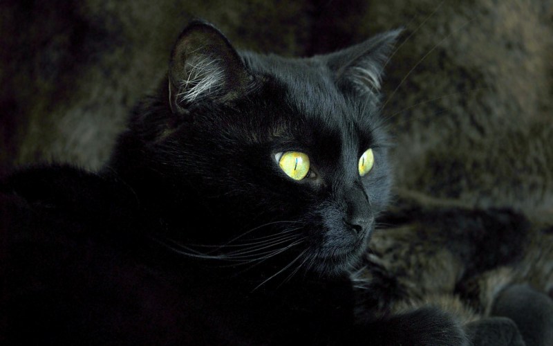 Кошечка черная