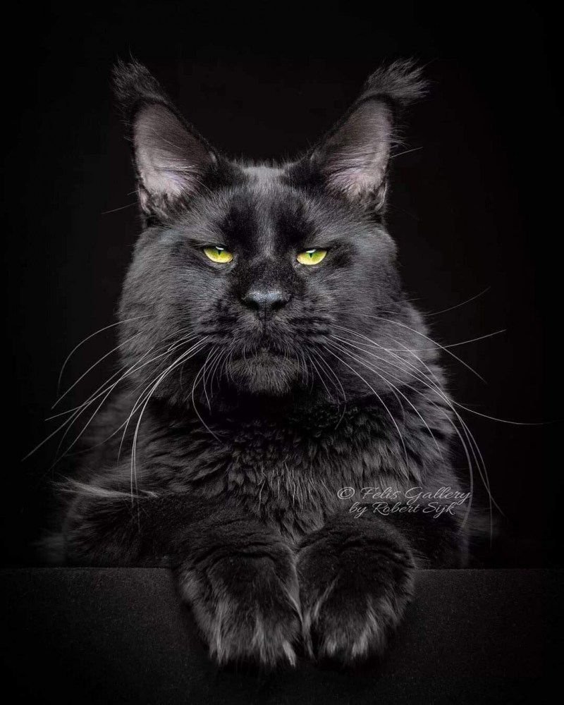 Coon Kitten слив