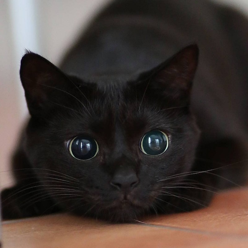 Черные коты