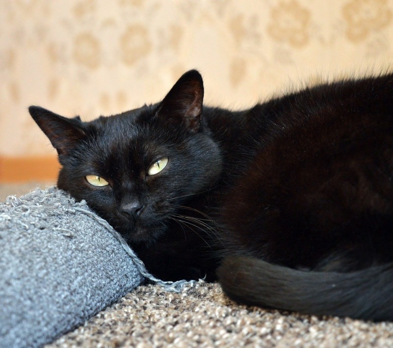 Черные коты