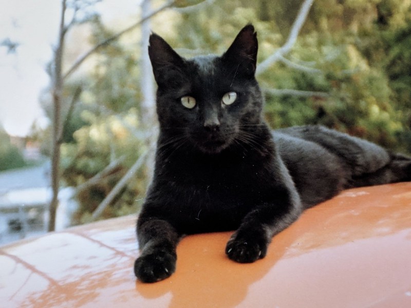 Looking into Soul Cat