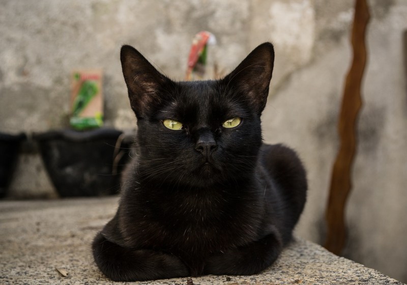 Американская короткошерстная кошка черная