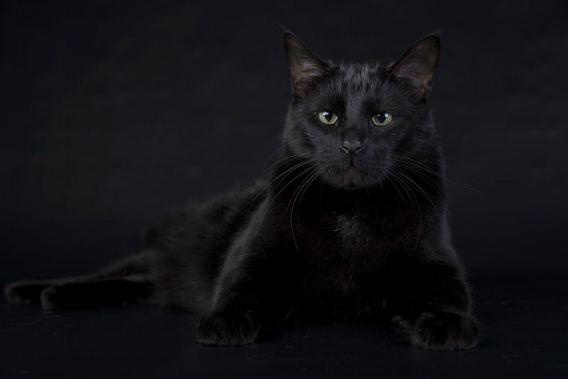 Черная кошка