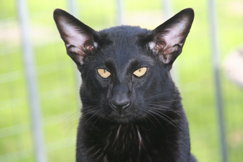 Черноглазая кошка