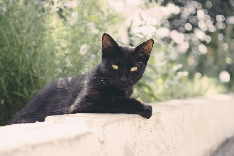 Смешной черный кот