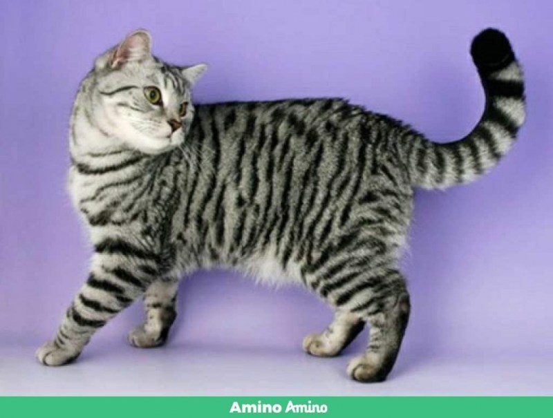 Mackerel tabby