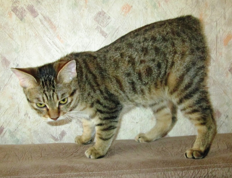 Американская короткошерстная табби Браун