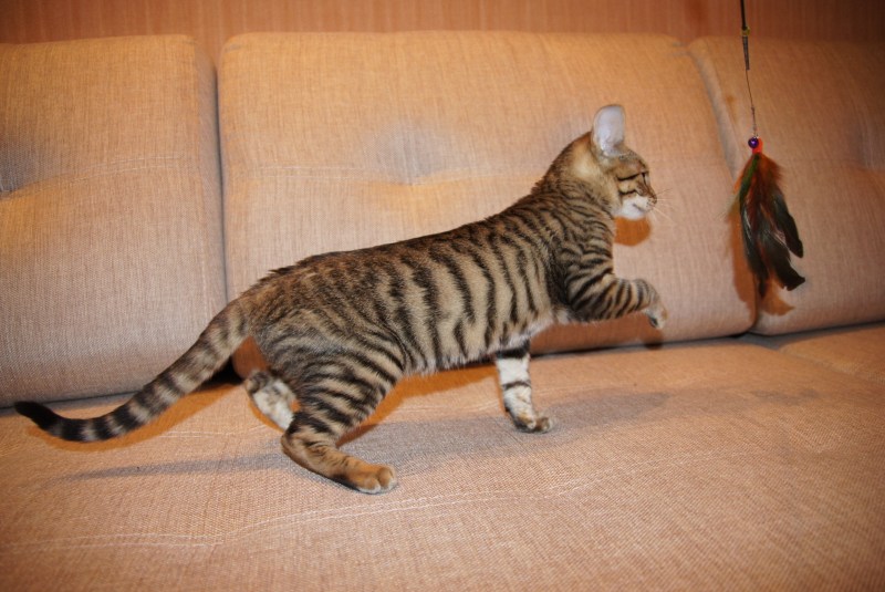 Mackerel tabby Cat