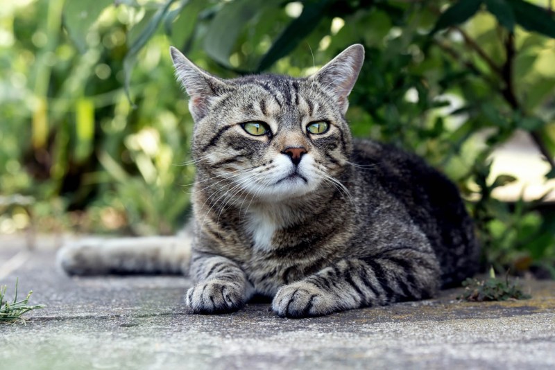 Кошка табби макрель