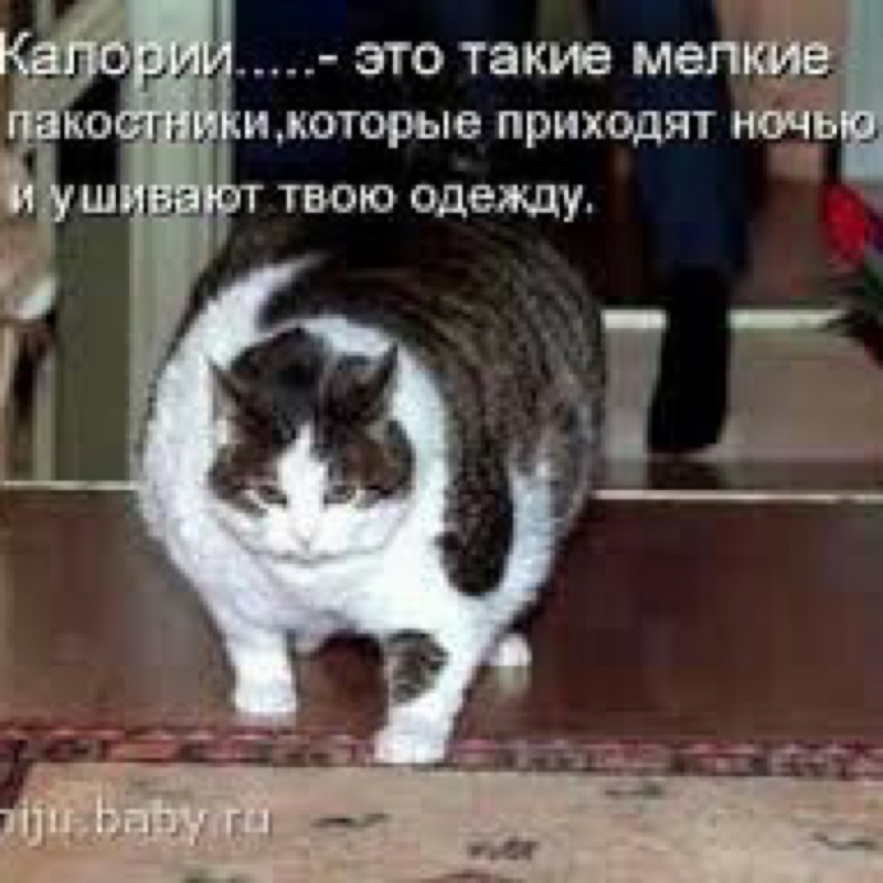 Как пишется с приюта