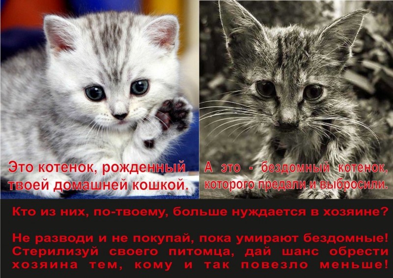 Плюсы и минусы котов и кошек