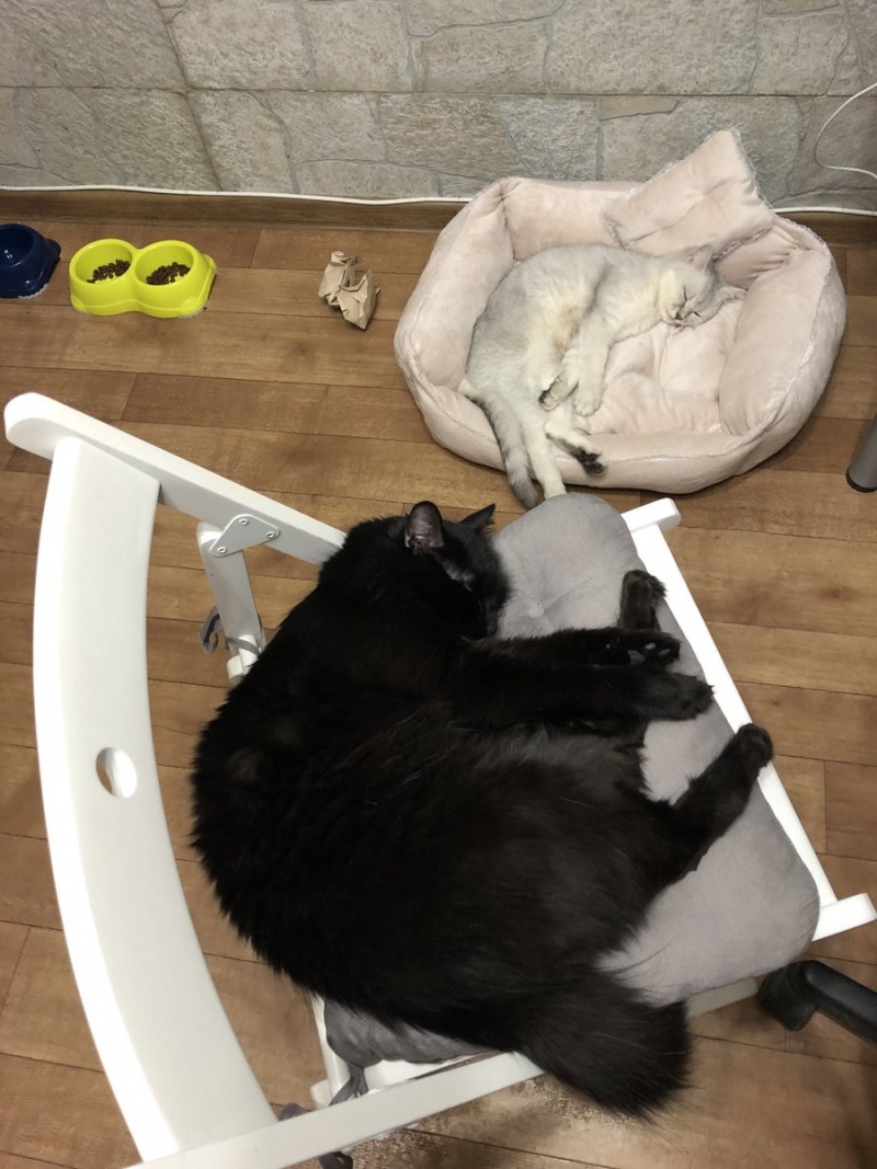 Доброе утро Котоматрица