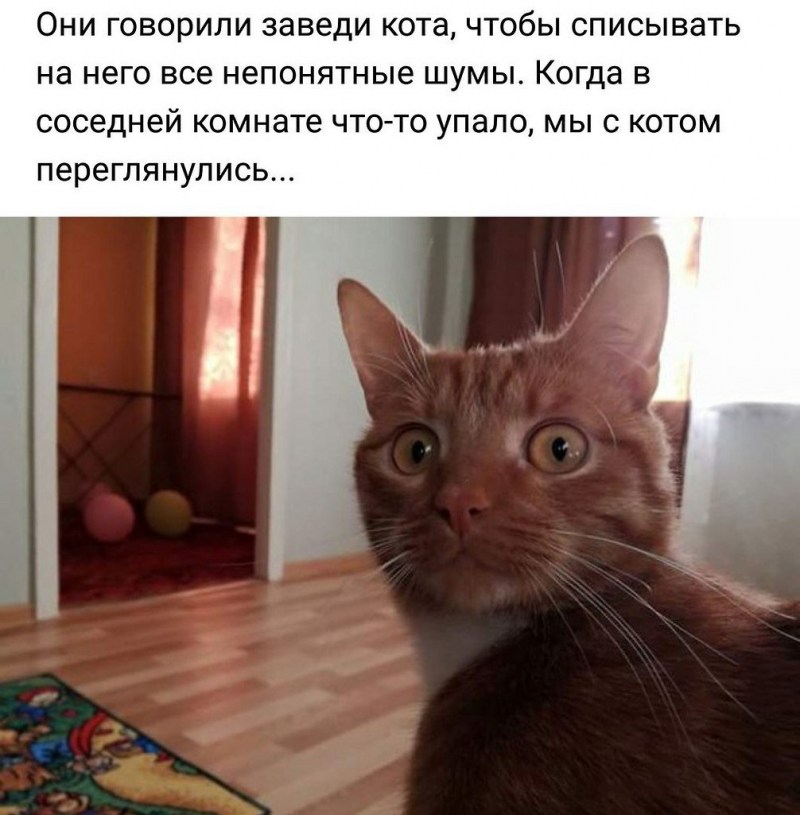 Кот открывает дверь