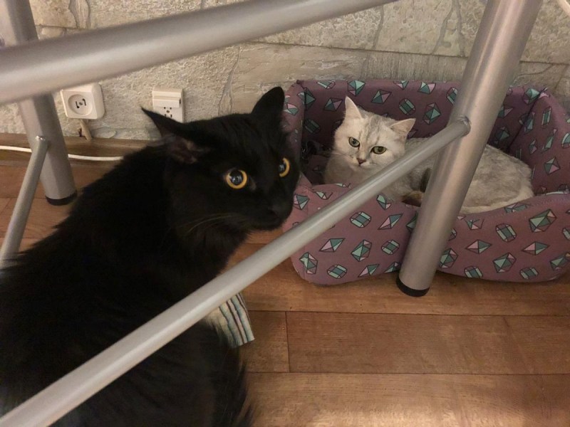 Кошечка на ручках