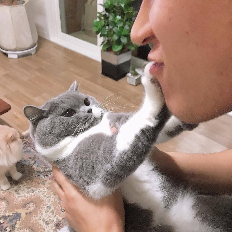 Кошка Египетская трехшерстная