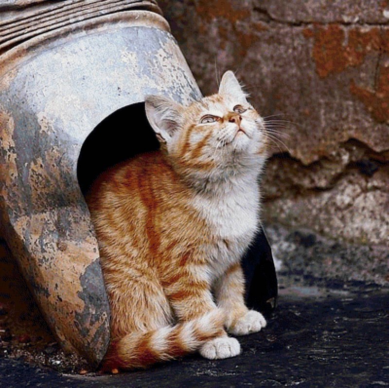 Котенок покакал